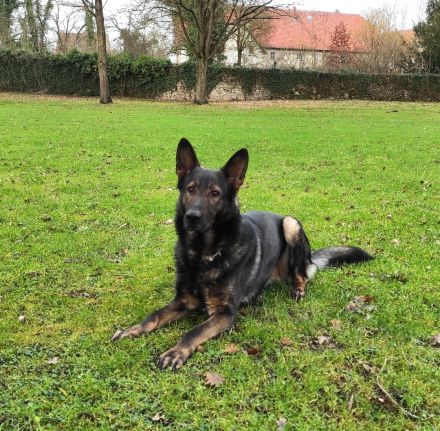 gekörter Deutscher Schäferhund Deckrüde