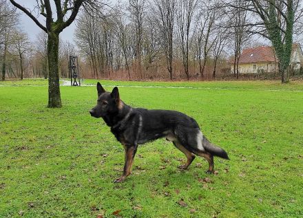 gekörter Deutscher Schäferhund Deckrüde