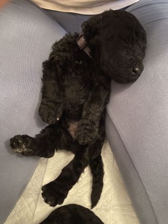 Labradoodle Welpen