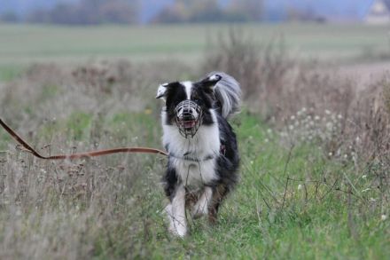 Balou, sportlicher Familienhund, sucht hunderfahrene Besitzer