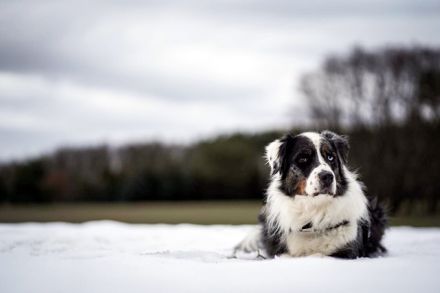 Balou, sportlicher Familienhund, sucht hunderfahrene Besitzer