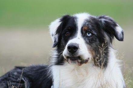 Balou, sportlicher Familienhund, sucht hunderfahrene Besitzer