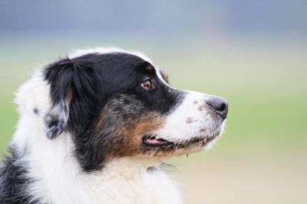 Balou, sportlicher Familienhund, sucht hunderfahrene Besitzer