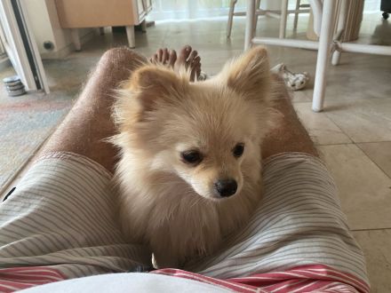 HUNDERESIDENZ IN ELZ-HADAMAR