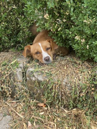 HUNDERESIDENZ IN ELZ-HADAMAR