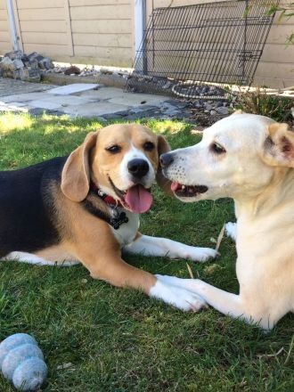 HUNDERESIDENZ IN ELZ-HADAMAR