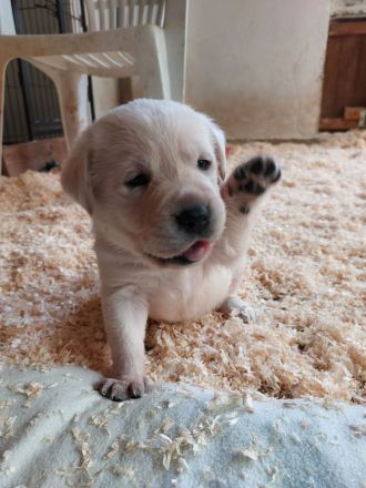Labradorwelpen weiss mit Ahnentafel