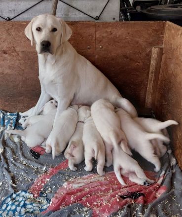 Labradorwelpen weiss mit Ahnentafel