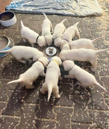 Labradorwelpen weiss mit Ahnentafel