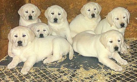 Labradorwelpen weiss mit Ahnentafel