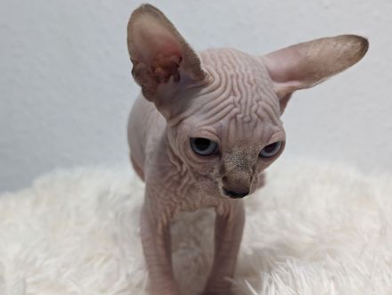 Kanadische Sphynx