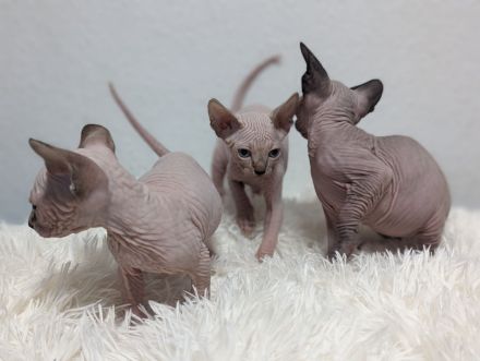Kanadische Sphynx