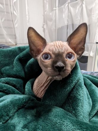 Kanadische Sphynx