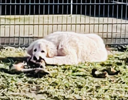 Pyrinäenberghundmix zu verkaufen