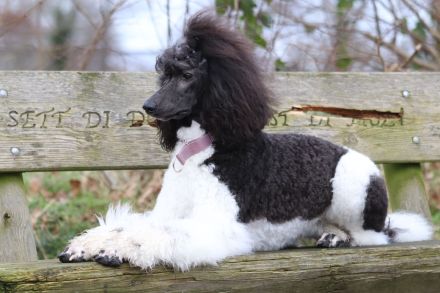 Baatzies Kings and Queens