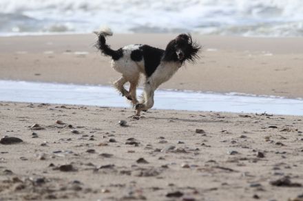 Baatzies Kings and Queens