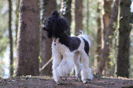 Baatzies Kings and Queens