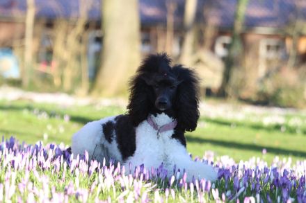 Baatzies Kings and Queens