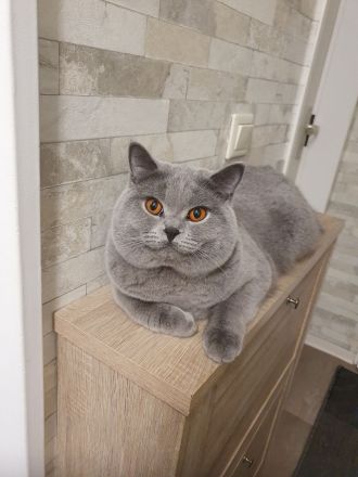 BKH Deckkater mit Stammbaum