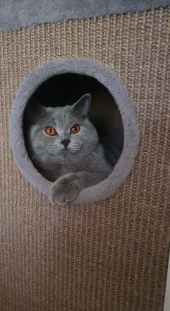 BKH Deckkater mit Stammbaum