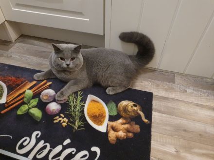 BKH Deckkater mit Stammbaum