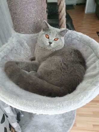 BKH Deckkater mit Stammbaum