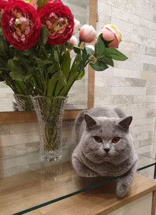 BKH Deckkater mit Stammbaum