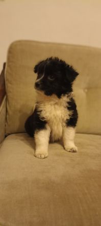 Bichon Frisé - Spitz - Welpen / Mischlingswelpen