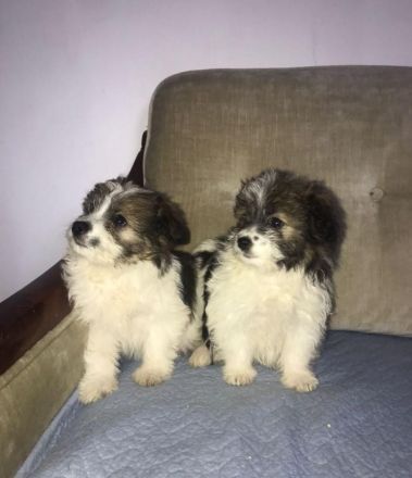 Bichon Frisé - Spitz - Welpen / Mischlingswelpen