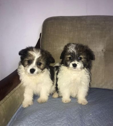 Bichon Frisé - Spitz - Welpen / Mischlingswelpen