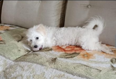 Bichon Frisé - Spitz - Welpen / Mischlingswelpen