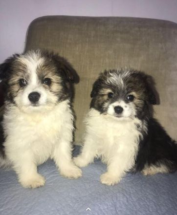 Bichon Frisé - Spitz - Welpen / Mischlingswelpen