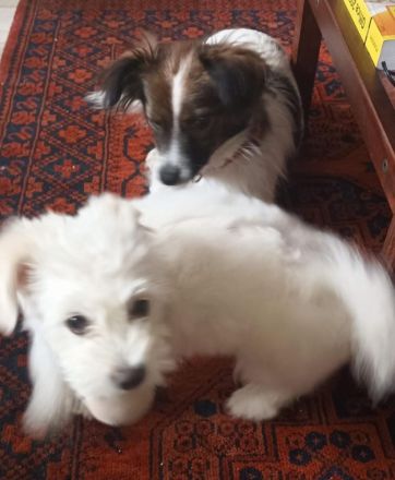 Bichon Frisé - Spitz - Welpen / Mischlingswelpen