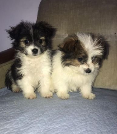 Bichon Frisé - Spitz - Welpen / Mischlingswelpen