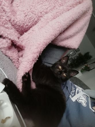 Britich kurzhaar mix