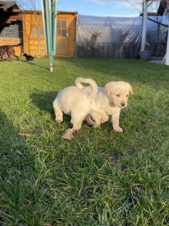 Labrador Welpen mit Ahnentafel zu Verkaufen