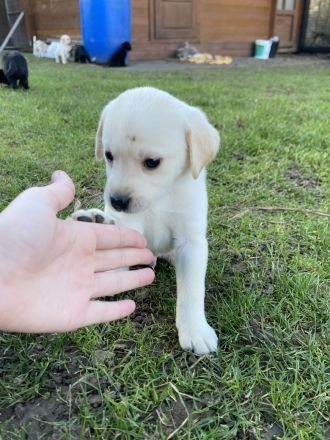 Labrador Welpen mit Ahnentafel zu Verkaufen