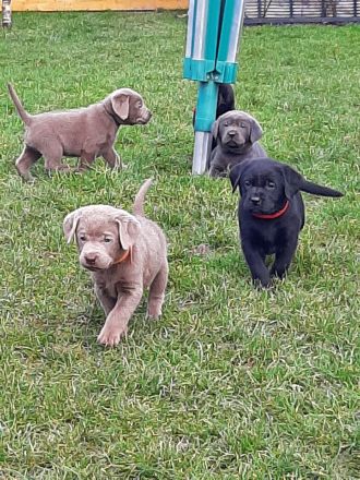 Labrador Welpen mit Ahnentafel zu Verkaufen