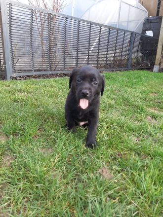 Labrador Welpen mit Ahnentafel zu Verkaufen