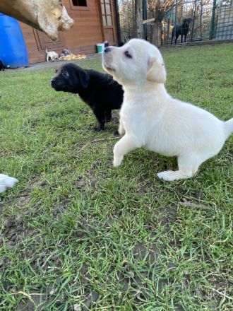 Labrador Welpen mit Ahnentafel zu Verkaufen
