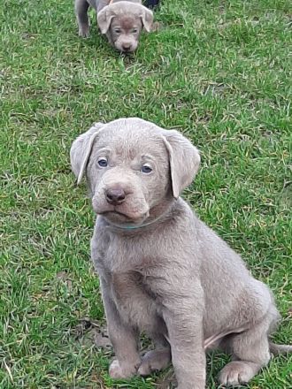 Labrador Welpen mit Ahnentafel zu Verkaufen