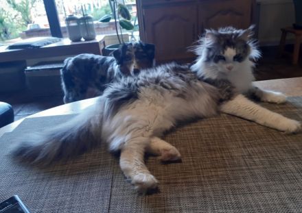 Maine coon