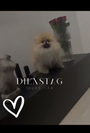 Pomeranian rüde