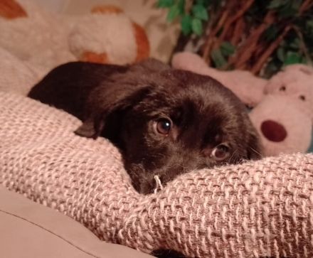 4 Welpen, Schäferhundmischlinge, 1 Rüde, 3Weibchen