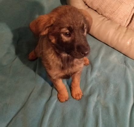 4 Welpen, Schäferhundmischlinge, 1 Rüde, 3Weibchen