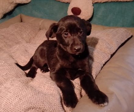 4 Welpen, Schäferhundmischlinge, 1 Rüde, 3Weibchen