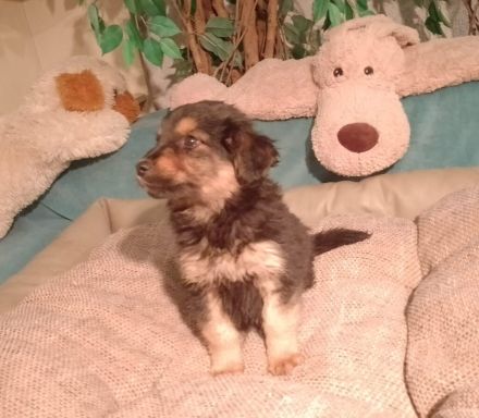 4 Welpen, Schäferhundmischlinge, 1 Rüde, 3Weibchen