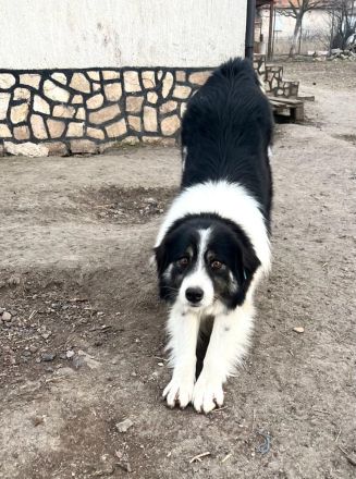 Indio - auf dem Weg, Vertrauen zu schenken🥰