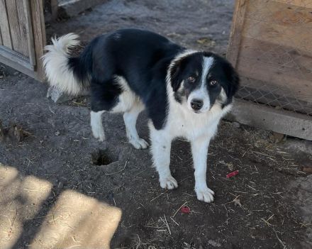 Indio - auf dem Weg, Vertrauen zu schenken🥰