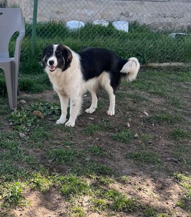 Indio - auf dem Weg, Vertrauen zu schenken🥰